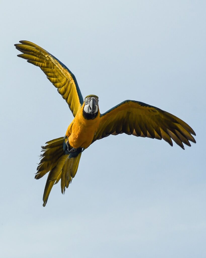 parrot, blue macaw, fly-2796753.jpg