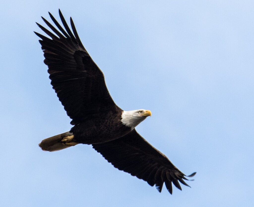 raptor, bird, eagle-3079603.jpg